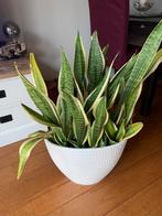 Grote sanseveria in aparte ovale grote pot in gebroken wit, Huis en Inrichting, Ophalen, Overige soorten, Halfschaduw, In pot