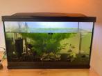 Te koop mooi aquarium inclusief vissen, Ophalen, Gebruikt, Gevuld zoetwateraquarium