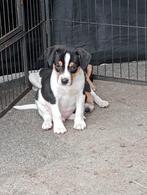 boerenfox pups mogen direct verhuizen!!!!, Dieren en Toebehoren, Rabiës (hondsdolheid), Overige rassen, 8 tot 15 weken, Meerdere
