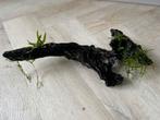 Driftwood met javavaren en javamos, Ophalen of Verzenden, Zo goed als nieuw, Plant(en), Steen of Hout
