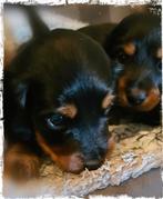 Blond dragende, Dwergteckel Langhaar pupjes met ARFE Stamb, Dieren en Toebehoren, Fokker | Hobbymatig, Rabiës (hondsdolheid), 8 tot 15 weken