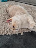Prachtige raszuivere britse korthaar poes, Dieren en Toebehoren, Katten en Kittens | Raskatten | Korthaar, Poes, Gechipt, 3 tot 5 jaar