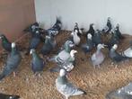 Pietrains, Dieren en Toebehoren, Vogels | Duiven, Meerdere dieren, Postduif