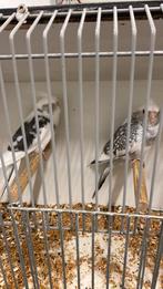 Valkaprkieten, Dieren en Toebehoren, Vogels | Kanaries, Meerdere dieren, Kleurkanarie