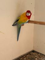 Golden kanssplit blauw ‘24, Dieren en Toebehoren, Vogels | Parkieten en Papegaaien, Vrouwelijk, Parkiet