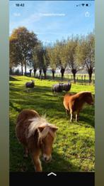 Leuke shetlanders. Nova en romy, Ophalen, Gelezen, Paarden of Pony's