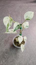 Epipremnum Pinnatum Hanoman Sp Bali - Div. maten, Ophalen of Verzenden, Overige soorten, Minder dan 100 cm