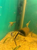 Maanvissen wildkleur, Dieren en Toebehoren, Vissen | Aquariumvissen, Vis