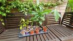 Avocadoplant, Tuin en Terras, Planten | Tuinplanten, Ophalen, Volle zon, Vaste plant, Bloeit niet