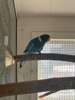 Gezocht Blauwe Twenty Eight Pop., Dieren en Toebehoren, Vrouwelijk, Parkiet