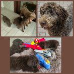 vrolijke chocokleurige labradoodle f4 puppies, Overige rassen, CDV (hondenziekte), 8 tot 15 weken, Meerdere