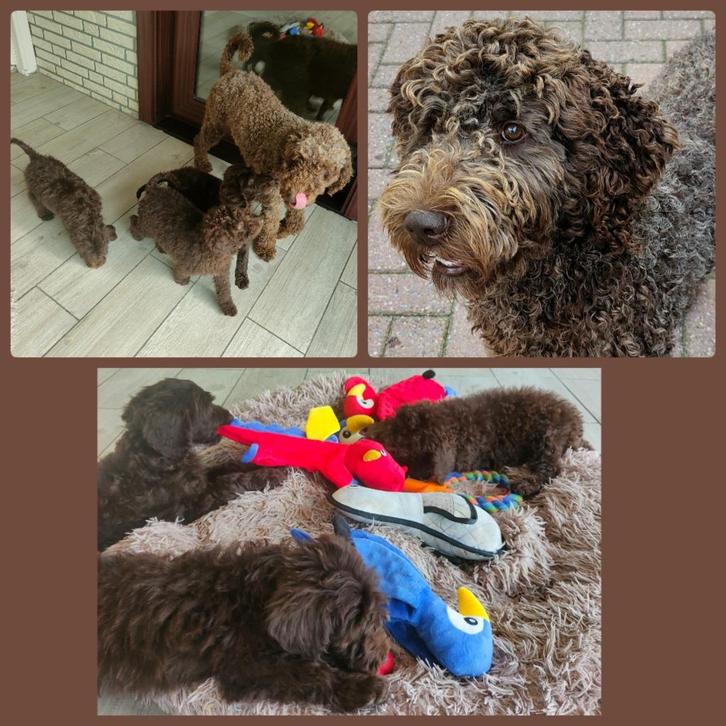 vrolijke chocokleurige labradoodle f4 puppies, Dieren en Toebehoren, Honden | Retrievers, Spaniëls en Waterhonden, Meerdere dieren