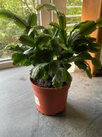 Lidcactus, Ophalen, Overige soorten, Halfschaduw, Minder dan 100 cm