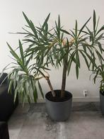 Mooie grote Yucca, Ophalen, Halfschaduw, Yucca, 150 tot 200 cm