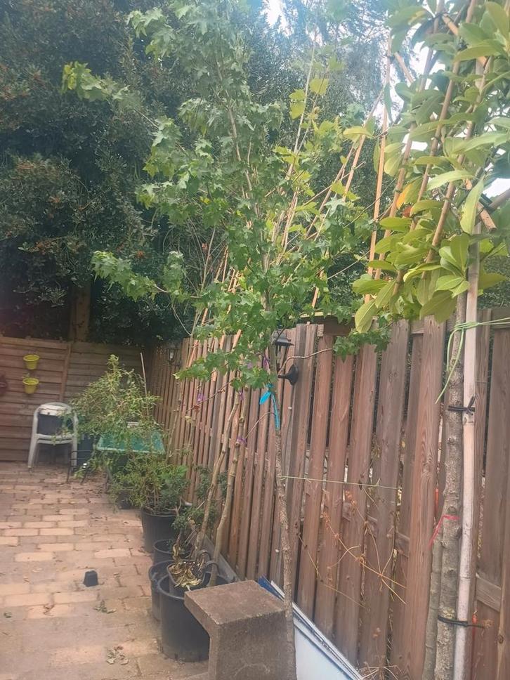 Liquidambar Boom - Prachtige Herfstkleuren, Tuin en Terras, Planten | Bomen, Overige soorten, 250 tot 400 cm, Volle zon, Bloeit niet