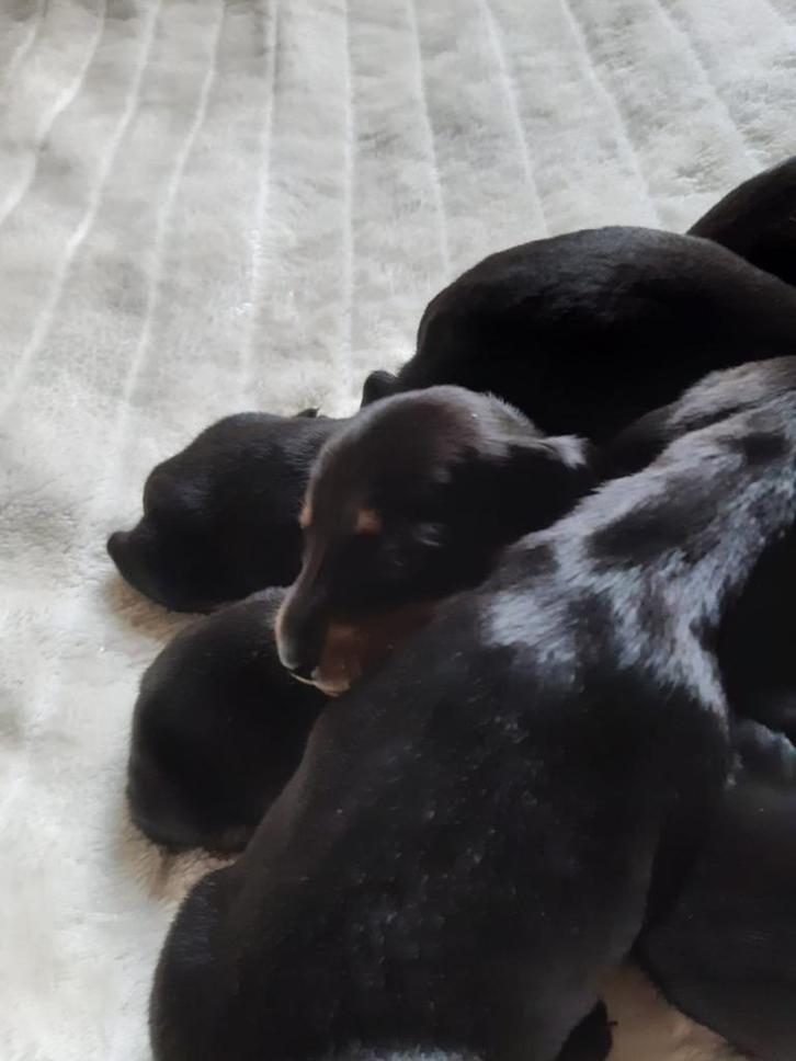 teckels puppy 4 reutjes en twee teefjes, Dieren en Toebehoren, Honden | Teckels en Dashonden, Meerdere dieren, Korthaar, Standaard