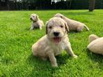Goldendoodle pups, Rabiës (hondsdolheid), Overige rassen, 8 tot 15 weken, Meerdere