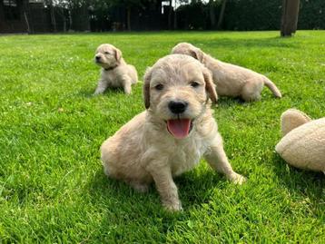 Goldendoodle pups beschikbaar voor biedingen