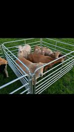 Schapen vanghekken/vangkooi, Dieren en Toebehoren, Stalling en Weidegang, Weidegang