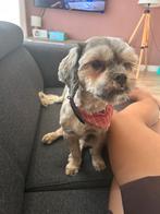 Mooie en lieve dekreu beschikbaar, Rabiës (hondsdolheid), 1 tot 2 jaar, Eén hond, Nederland