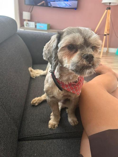 Mooie en lieve dekreu beschikbaar, Dieren en Toebehoren, Honden | Chihuahua's en Gezelschapshonden, Reu, Overige rassen, Particulier