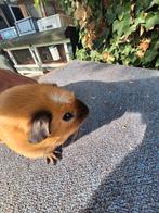 Cavia dekbeer california, Oktober, Mannelijk, Cavia