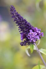 Vlinderstruik planten buddleja davidii  blauw en wit, Tuin en Terras, Planten | Struiken en Hagen, Minder dan 100 cm, Struik, Vlinderstruik