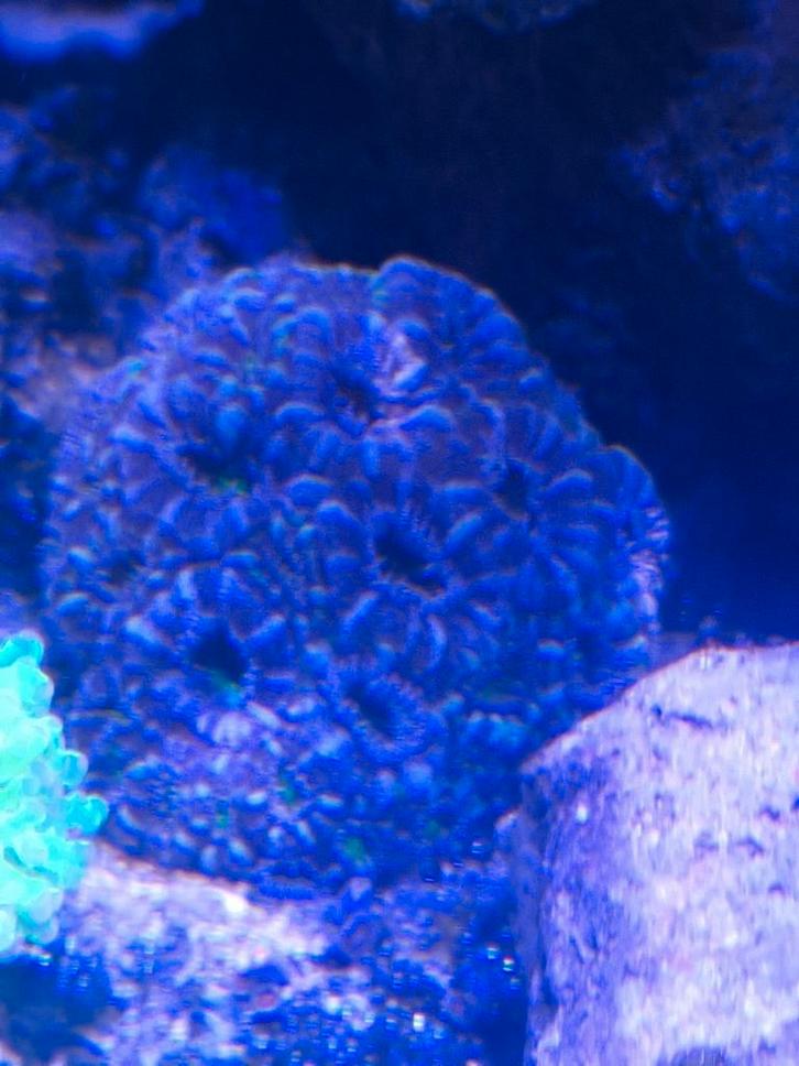 Acanthastrea Kolonie – Grote, Gezonde & Mooie Kleuren!, Dieren en Toebehoren, Vissen | Aquaria en Toebehoren, Ophalen