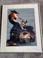 Fred Hazelhoff - Fuut met jongen, Ophalen