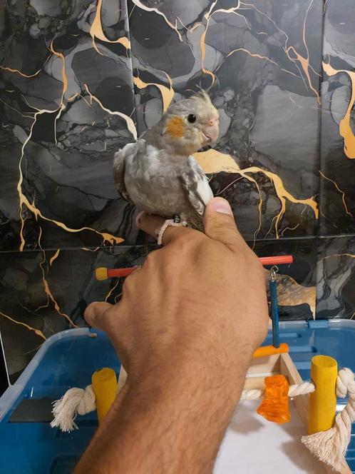 Tamme valkparkiet, Dieren en Toebehoren, Vogels | Parkieten en Papegaaien, Parkiet, Geslacht onbekend