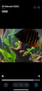 heros severum rotkeil 3 stuks, Vis