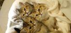 Brits Korthaar kittens, Dieren en Toebehoren, Katten en Kittens | Raskatten | Korthaar, Ontwormd