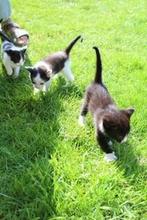 Kittens bijna 10 weken oud, Dieren en Toebehoren, Meerdere dieren, Kortharig, 0 tot 2 jaar