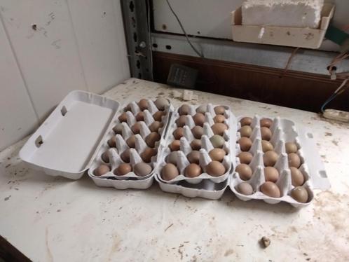 Broedeitjes Chinense dwergkwartels, Dieren en Toebehoren, Pluimvee | Toebehoren, Zo goed als nieuw, Overige typen, Ophalen of Verzenden