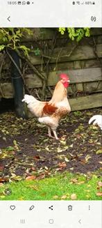 Lohmann Haan  ( Groot Ras ), Dieren en Toebehoren, Mannelijk, Kip
