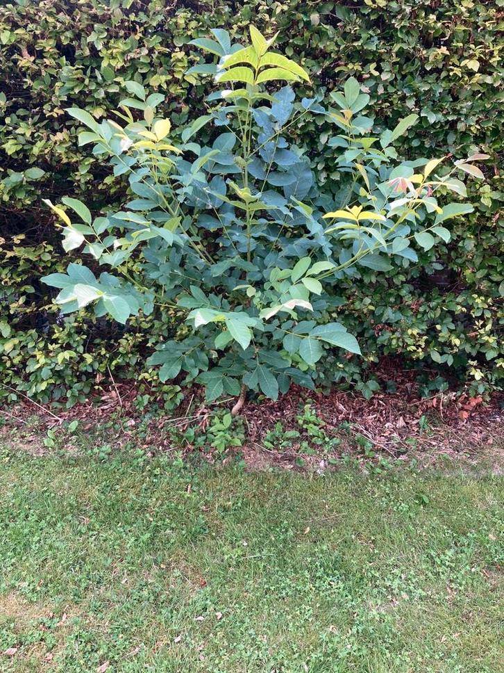 Walnoten boompje Juglans Regia Coenen, Tuin en Terras, Planten | Struiken en Hagen, Overige soorten, Ophalen