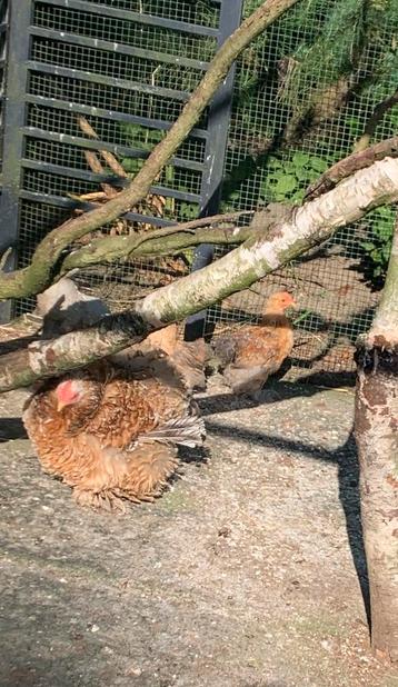 Jong haantje cochin kriel meerzomig patrijs beschikbaar voor biedingen