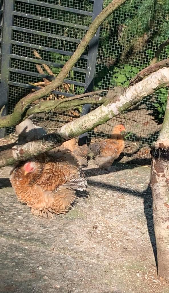 Jong haantje cochin kriel meerzomig patrijs, Dieren en Toebehoren, Pluimvee | Toebehoren, Nieuw, Kippenhok of Kippenren, Ophalen