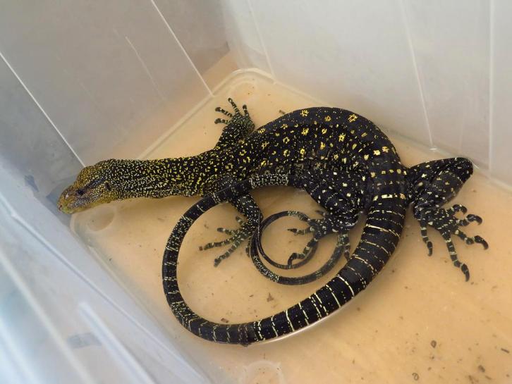 Varanus Salvadorii Varan-Crocodile