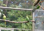 Rosekopedelparkiet, Dieren en Toebehoren, Vogels | Parkieten en Papegaaien, Vrouwelijk, Parkiet, Geringd
