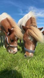 Verzorger gezocht deze twee leuke mini shets, Dieren en Toebehoren