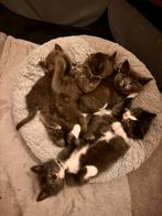 Ragdoll kittens X europese korthaar, Dieren en Toebehoren, Katten en Kittens | Raskatten | Korthaar, Meerdere dieren, Ontwormd
