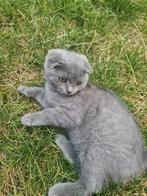 Aanbieding!!! Scottish Fold x British Shorthair, Dieren en Toebehoren, Poes, Ontwormd