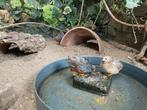 Chinese dwergkwartel haan natuurbroed  geboren 1 juni 2025, Mannelijk, Tropenvogel