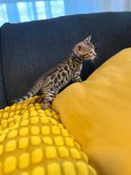 Bengaal kitten kater, Dieren en Toebehoren, Katten en Kittens | Raskatten | Korthaar, Meerdere dieren, Gechipt, 0 tot 2 jaar
