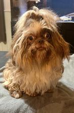Shih tzu reutje, Dieren en Toebehoren, Honden | Chihuahua's en Gezelschapshonden, België, Particulier, CDV (hondenziekte), Eén hond