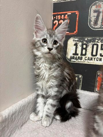 Prachtige Maine Coon Kittens met Stamboom beschikbaar voor biedingen