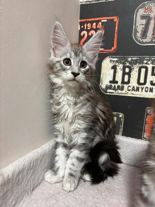 Prachtige Maine Coon Kittens met Stamboom, Dieren en Toebehoren, Katten en Kittens | Raskatten | Langhaar, Poes, 0 tot 2 jaar