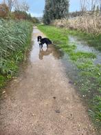 Honden uitlaatster / opasser, Dieren en Toebehoren, Ophalen, Nieuw