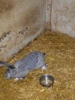 Vlaamse reuze ram, Dieren en Toebehoren, Januari, Mannelijk